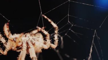 Ağında oturan örümceğin vücudunun detaylarını ve ince ipeklerini gösteren yakın plan.