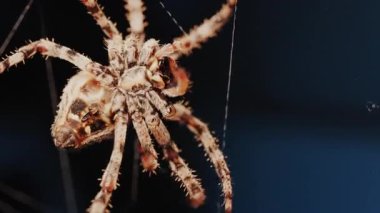 Ağında oturan örümceğin vücudunun detaylarını ve ince ipeklerini gösteren yakın plan.