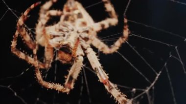 Ağında oturan örümceğin vücudunun detaylarını ve ince ipeklerini gösteren yakın plan.