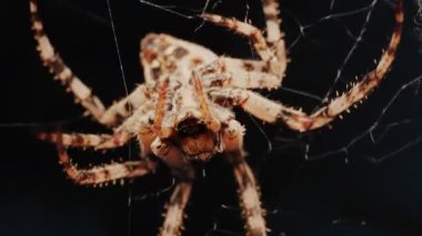 Ağında oturan örümceğin vücudunun detaylarını ve ince ipeklerini gösteren yakın plan.