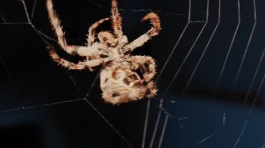 Ağında oturan örümceğin vücudunun detaylarını ve ince ipeklerini gösteren yakın plan.