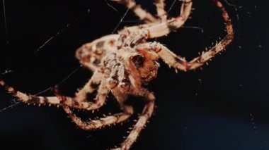 Ağında oturan örümceğin vücudunun detaylarını ve ince ipeklerini gösteren yakın plan.