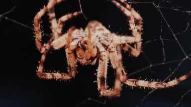 Ağında oturan örümceğin vücudunun detaylarını ve ince ipeklerini gösteren yakın plan.