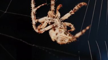 Ağında oturan örümceğin vücudunun detaylarını ve ince ipeklerini gösteren yakın plan.