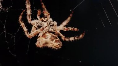 Ağında oturan örümceğin vücudunun detaylarını ve ince ipeklerini gösteren yakın plan.