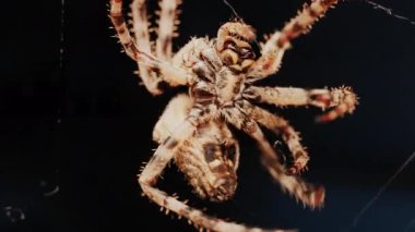 Ağında oturan örümceğin vücudunun detaylarını ve ince ipeklerini gösteren yakın plan.