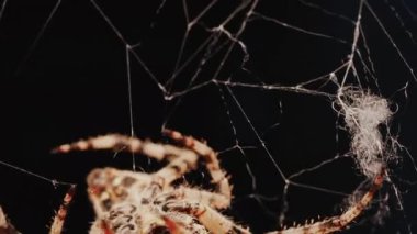 Ağında oturan örümceğin vücudunun detaylarını ve ince ipeklerini gösteren yakın plan.