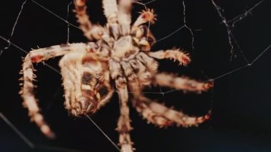 Ağında oturan örümceğin vücudunun detaylarını ve ince ipeklerini gösteren yakın plan.