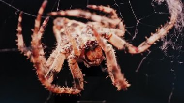 Ağında oturan örümceğin vücudunun detaylarını ve ince ipeklerini gösteren yakın plan.