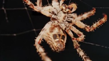 Ağında oturan örümceğin vücudunun detaylarını ve ince ipeklerini gösteren yakın plan.