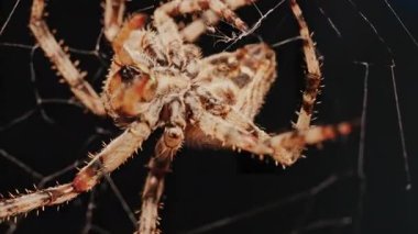 Ağında oturan örümceğin vücudunun detaylarını ve ince ipeklerini gösteren yakın plan.