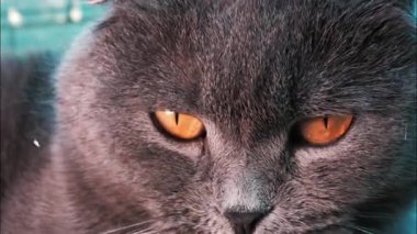 Gri İngiliz Shorthair kedisinin yoğun turuncu gözlerini kapat