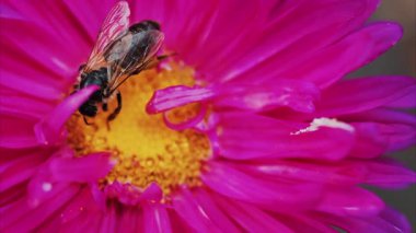 Parlak pembe bir çiçeğin üzerindeki nektarı toplayan bir arıya çok yakın.