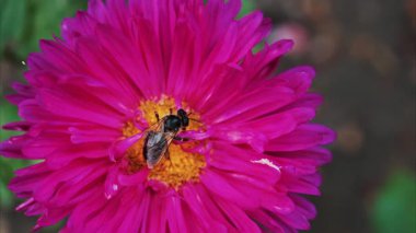 Parlak pembe bir çiçeğin üzerindeki nektarı toplayan bir arıya çok yakın.