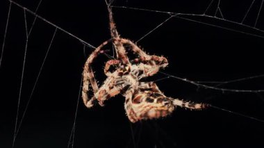 Ağında oturan örümceğin vücudunun detaylarını ve ince ipeklerini gösteren yakın plan.