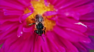 Parlak pembe bir çiçeğin üzerindeki nektarı toplayan bir arıya çok yakın.