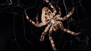 Ağında oturan örümceğin vücudunun detaylarını ve ince ipeklerini gösteren yakın plan.