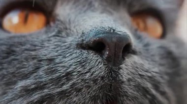 Gri İngiliz Shorthair kedisinin yoğun turuncu gözlerini kapat