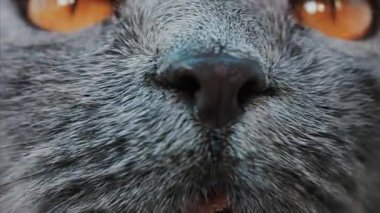 Gri İngiliz Shorthair kedisinin yoğun turuncu gözlerini kapat