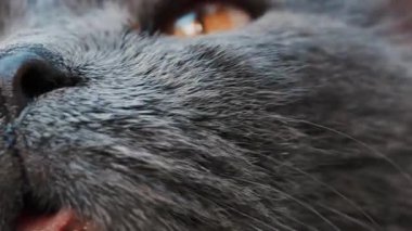 Bir kedinin ağzını, bıyıklarını ve burun detaylarını kapat.