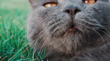 Rahat gri İngiliz Shorthair kedisi yumuşak gün ışığında yeşil çimlerin üzerinde dinleniyor.