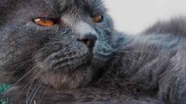 Gri İngiliz Shorthair kedisinin yoğun turuncu gözlerini kapat