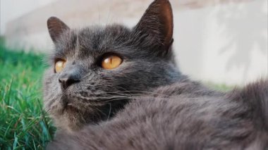 Rahat gri İngiliz Shorthair kedisi yumuşak gün ışığında yeşil çimlerin üzerinde dinleniyor.