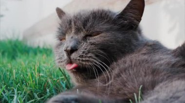 Rahat gri İngiliz Shorthair kedisi yumuşak gün ışığında yeşil çimlerin üzerinde dinleniyor.