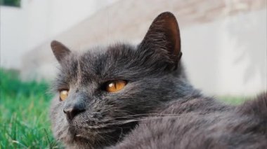 Rahat gri İngiliz Shorthair kedisi yumuşak gün ışığında yeşil çimlerin üzerinde dinleniyor.