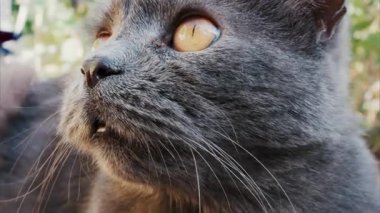 Rahat gri İngiliz Shorthair kedisi yumuşak gün ışığında yeşil çimlerin üzerinde dinleniyor.