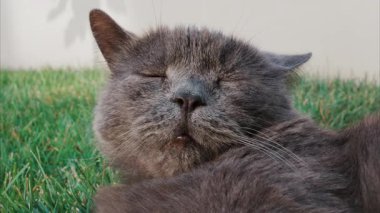 Rahat gri İngiliz Shorthair kedisi yumuşak gün ışığında yeşil çimlerin üzerinde dinleniyor.