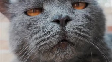 Gri İngiliz Shorthair kedisinin yoğun turuncu gözlerini kapat