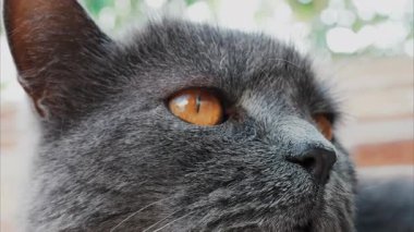 Gri İngiliz Shorthair kedisinin yoğun turuncu gözlerini kapat