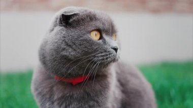 Rahat gri İngiliz Shorthair kedisi yumuşak gün ışığında yeşil çimlerin üzerinde dinleniyor.