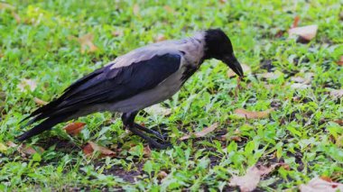 Yeşil çimlerin üzerinde gagasında solucan tutan bir kargaya yaklaş.