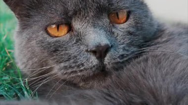 Rahat gri İngiliz Shorthair kedisi yumuşak gün ışığında yeşil çimlerin üzerinde dinleniyor.