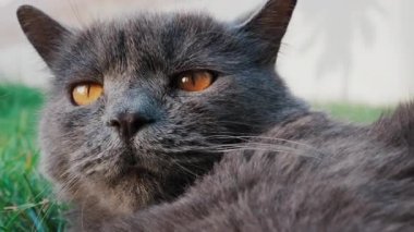 Rahat gri İngiliz Shorthair kedisi yumuşak gün ışığında yeşil çimlerin üzerinde dinleniyor.