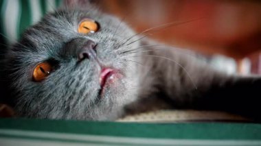 Sakin gri bir kehribar gözlü kehribar kehribar renkli mobilyaların üzerinde rahat bir şekilde yatar