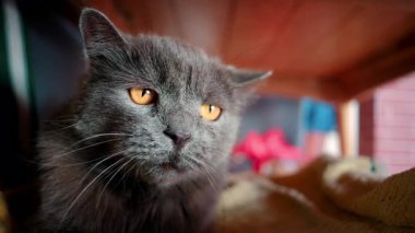 Gri İngiliz Shorthair kedisinin yoğun turuncu gözlerini kapat
