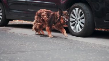 Chisinau, Moldova - 25 Eylül 2025: Yumuşak kahverengi köpek sokakta güvenle yürüyor