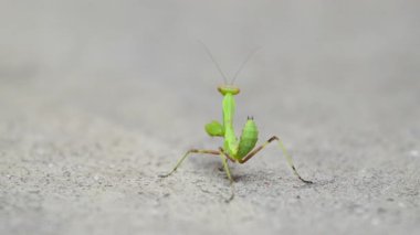 Canlı yeşil peygamber devesi gri bir yüzey boyunca zarifçe hareket eder. Böcek etrafını keşfederken benzersiz özelliklerini ve uyanıklığını sergiliyor..