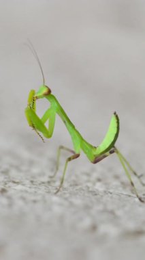 Peygamber devesi, güneşli bir bahçede, taş bir yüzey boyunca zarifçe hareket eder. Canlı yeşil vücudu parıldıyor.