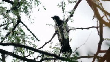 Bir ağaç dalına tünemiş küçük bir kuşa yaklaş. Parlak gökyüzü arka planına karşı yeşil yaprakların arasında nazikçe gagalanıyor.