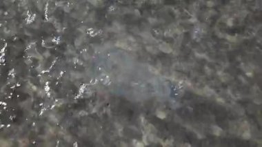 Şeffaf bir denizanasının, gün ışığı yansımalarıyla sığ ve berrak sularda yüzen yüzeyini kapatın.