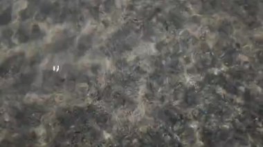 Şeffaf bir denizanasının, gün ışığı yansımalarıyla sığ ve berrak sularda yüzen yüzeyini kapatın.