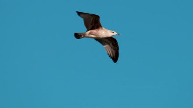 Açık mavi gökyüzüne doğru süzülen bir martıya yaklaş.