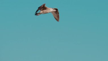 Açık mavi gökyüzüne doğru süzülen bir martıya yaklaş.