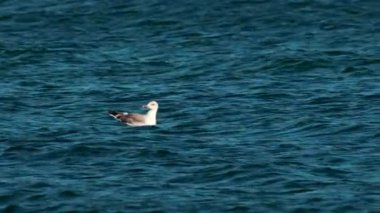 Martı, derin mavi suyun yüzeyinde sakince yüzüyor.