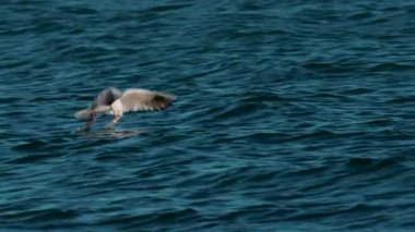 Deniz yüzeyinden yiyecek yakalamak için martı saldırıyor.