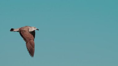 Açık mavi gökyüzüne doğru süzülen bir martıya yaklaş.